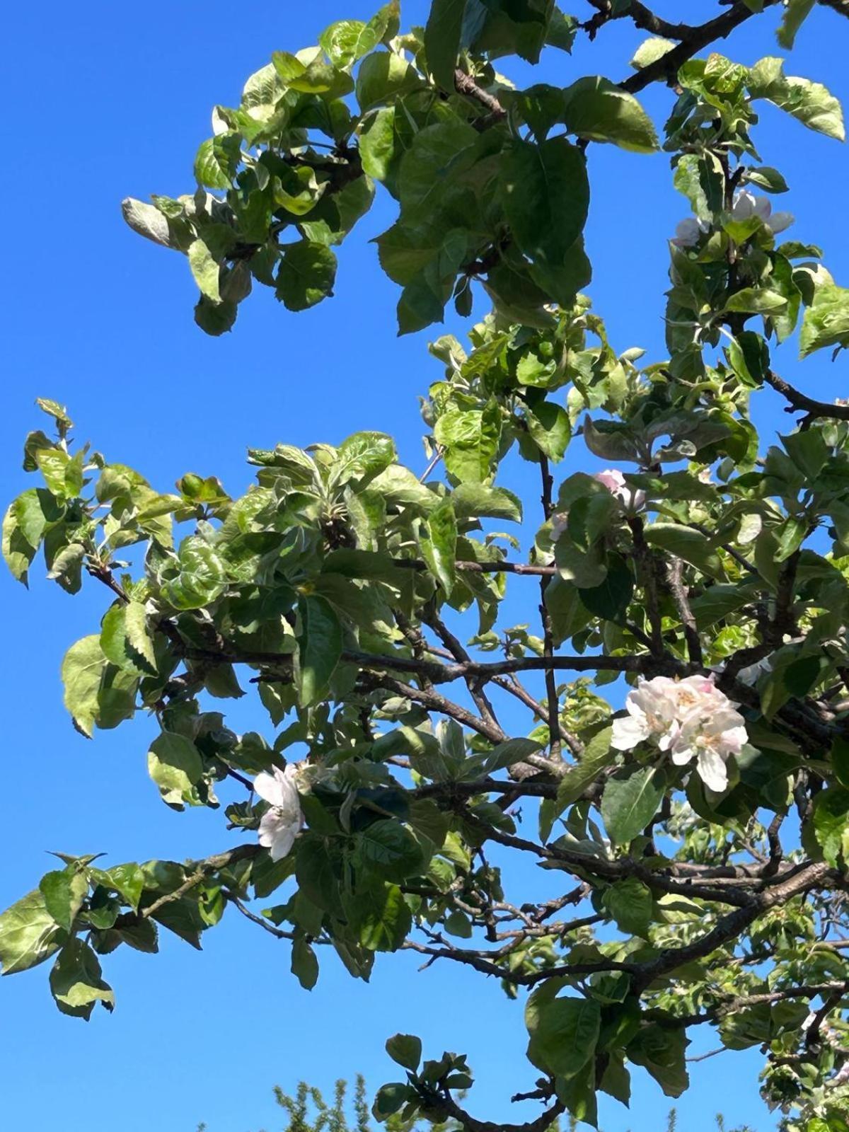 The Apple Tree Lejlighed Chestfield Eksteriør billede